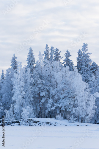Trees covered in frost snow nature winter scene