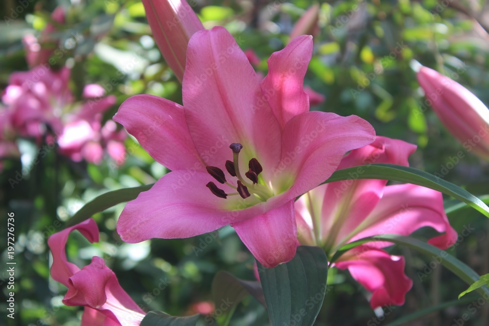 Fototapeta premium PRETTY PINK LILIES