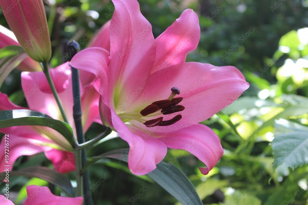 Fototapeta premium PRETTY PINK LILIES