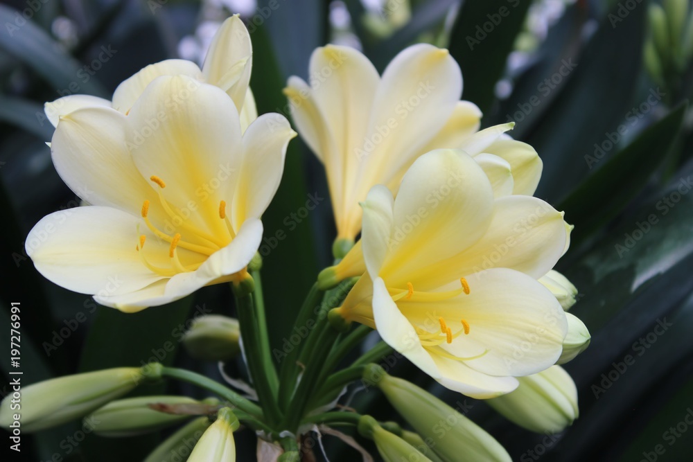 Fototapeta premium YELLOW CLIVIA BLOOMS