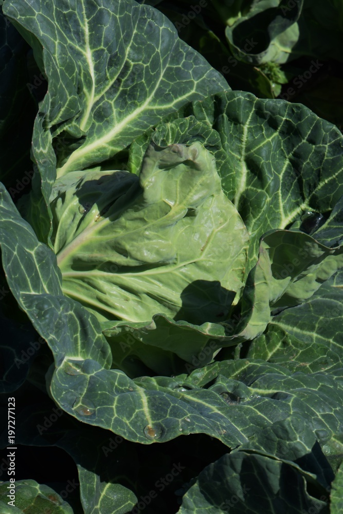 Cabbage cultivation Cabbage cultivation