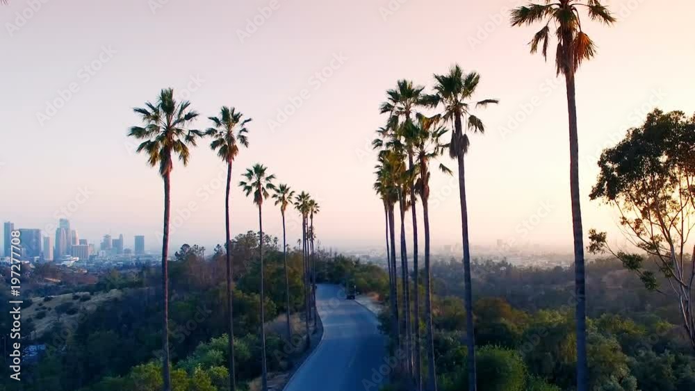 Aerial drone between palm trees in Los Angeles