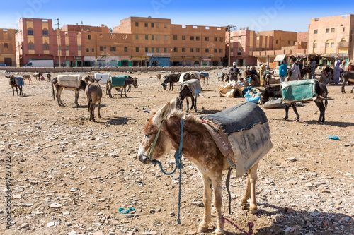 Rissani market in Morocco and the parking of donkeys and mules.