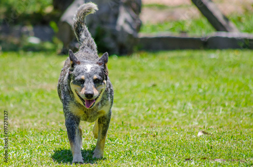 Autralian Cattle Dog photo