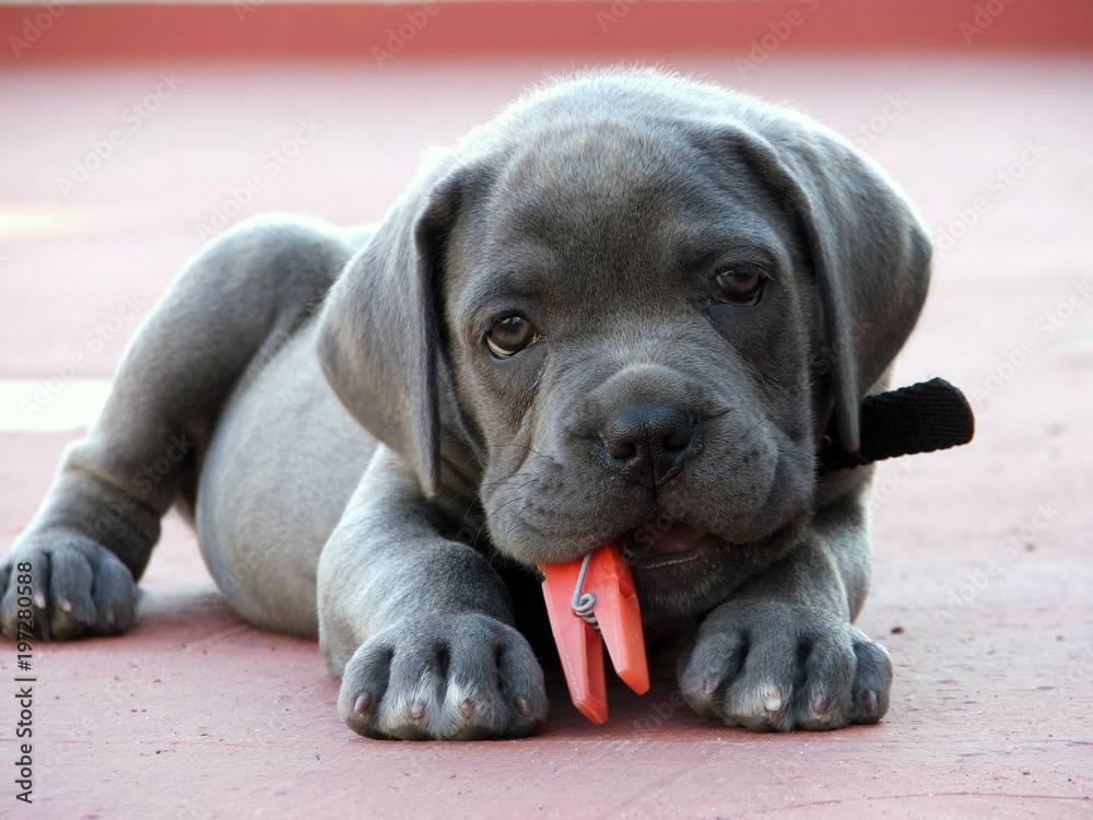 Perro. Cachorro Cane Corso gris plomo. foto de Stock | Adobe Stock