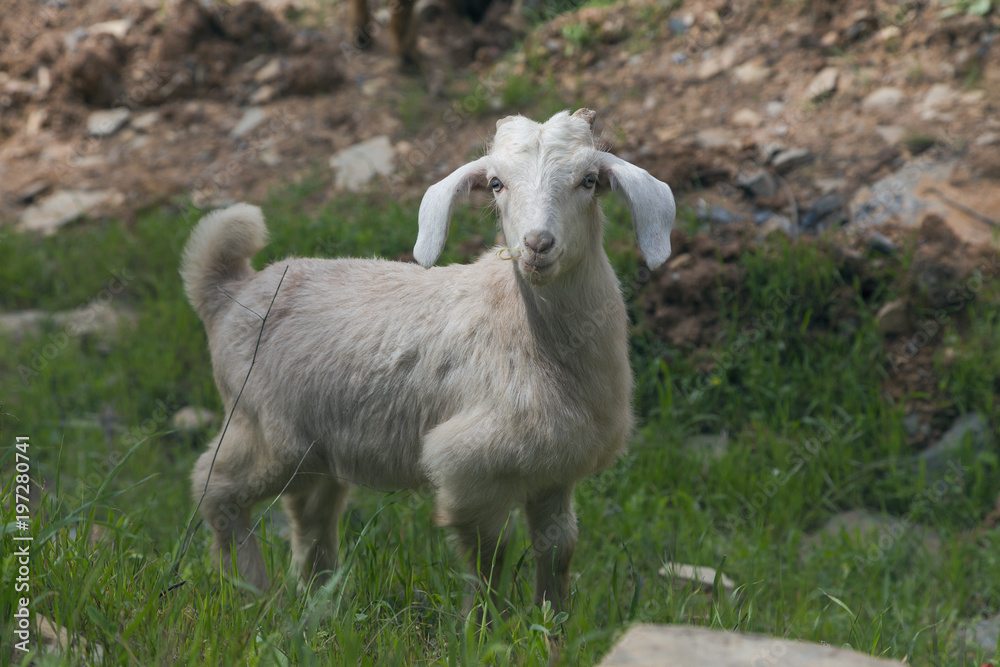 Obraz premium Goat