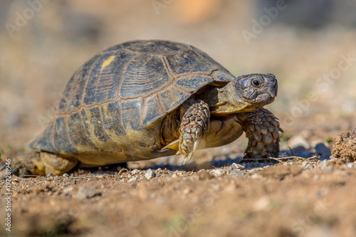 Marginated tortoise walking © creativenature.nl
