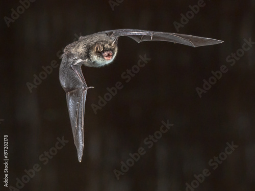 Flying natterers bat on grey background