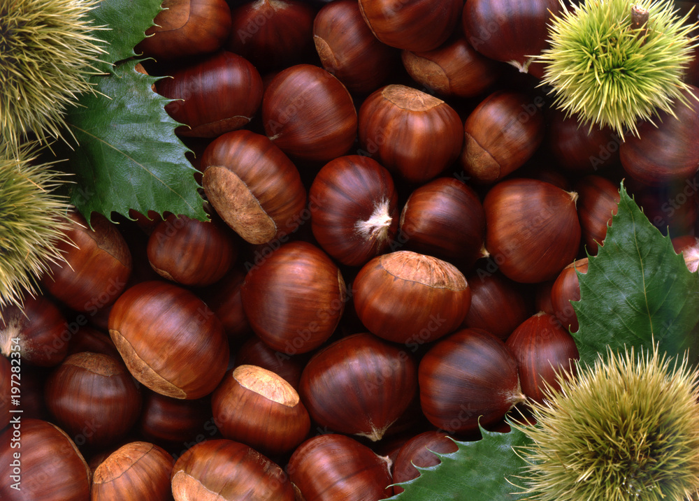 Texture of Chestnuts and leaves in flat lay angle Texture of Chestnuts and leaves in flat lay angle