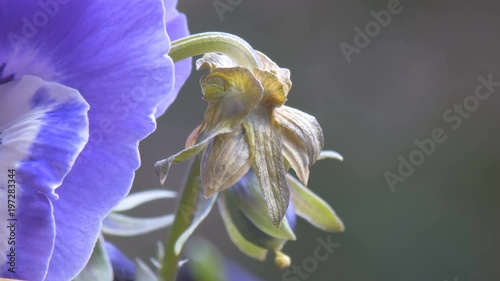 Closeup Green Pansy perianth flower part, details of violet calyx and corolla. A large-flowered hybrid plant cultivated of the genus Viola.