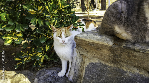 Turkey street cat