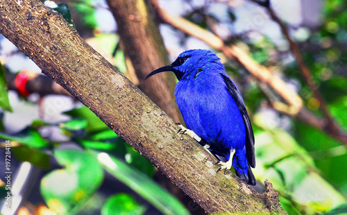 Pretty Blue Bird.