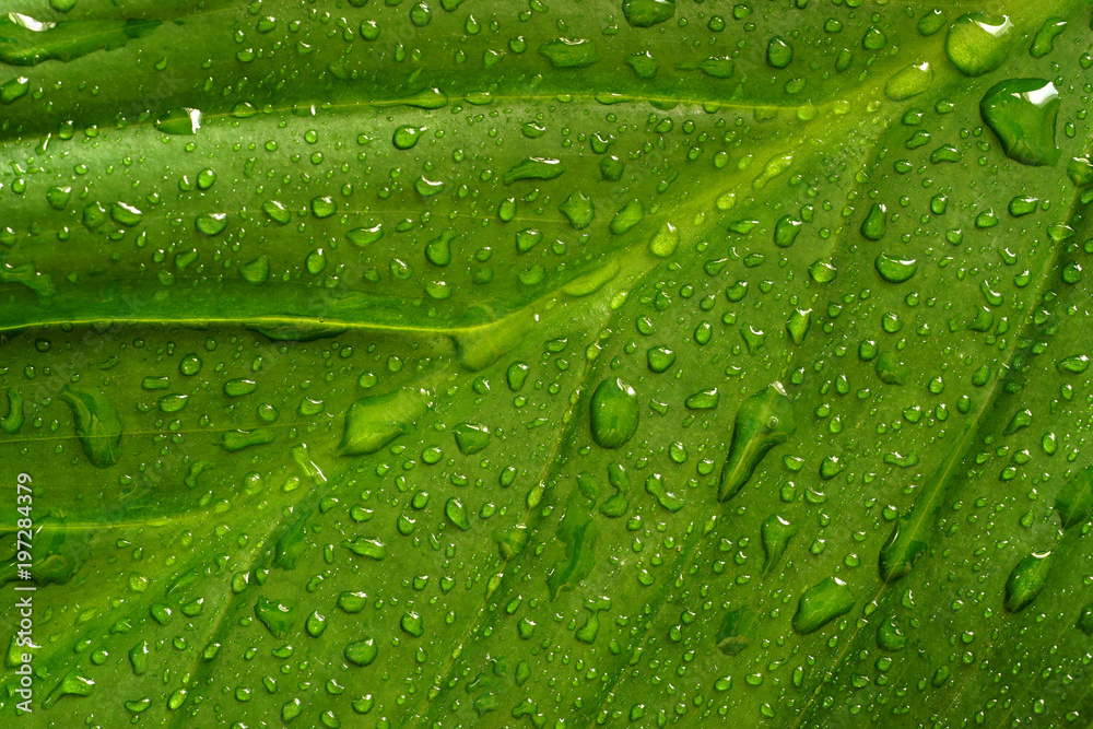 Closeup of green leaf with raindrops after the summer rain Closeup of green leaf with raindrops after the summer rain