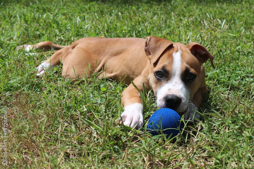 American Staffordshire Terrier / Pit Bull Puppy out in the grass with his blue ball. 