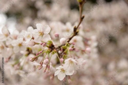 Cherry blossom © akiko