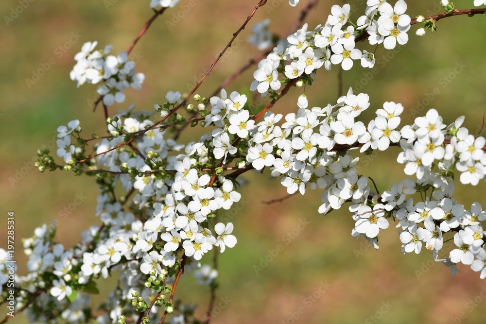 Thunberg spirea