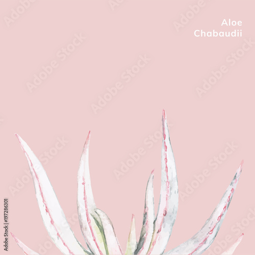 Hand drawn aloe chabaudii plant photo