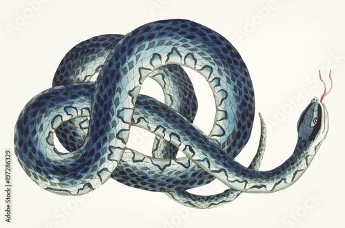 Canvas Print Hand drawn wampum snake