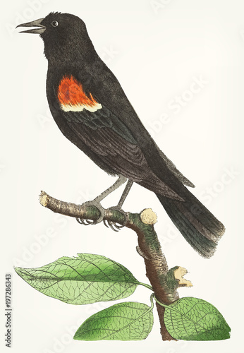 Φωτογραφία Hand drawn oriole