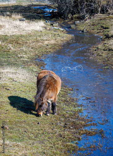 Small horse by the stream.