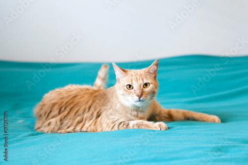 Small Tabby Cat in Bedroom