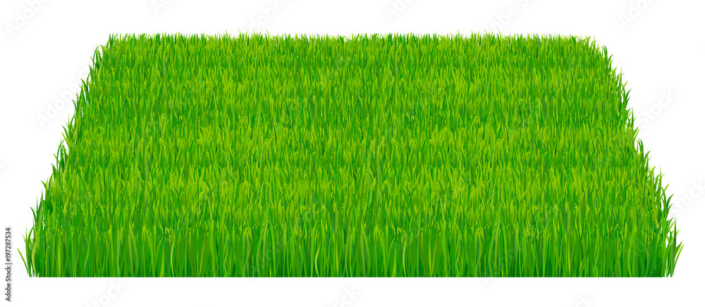 Green fresh grass isolated on white background. Vector illustration which represent part of the lawn isolated on white background.