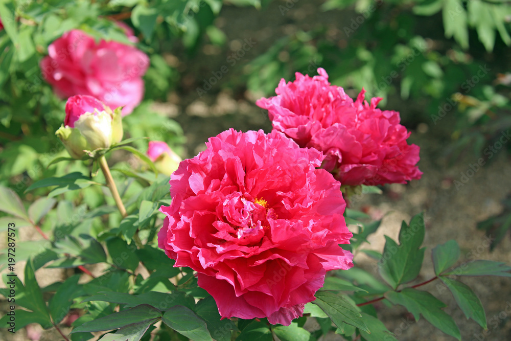牡丹の花 牡丹の花