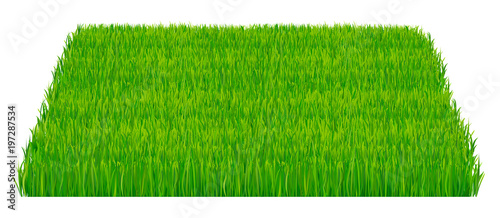 Green fresh grass isolated on white background. Vector illustration which represent part of the lawn isolated on white background. photo