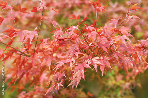 fall season garden at Seiryuden Japanese  temple photo