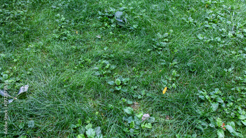 Fototapeta Naklejka Na Ścianę i Meble -  Weeds lush fields