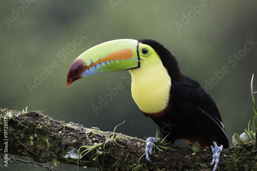 l tucán Pico Iris Es un ave de plumaje negro contrastado con el amarillo intenso del cuello y parte del pecho; posee un gran pico de 16 cm de largo.  photo