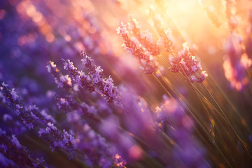 Gartenposter Lavendelblüten Lavendel, Provence, Frankreich  © Beboy