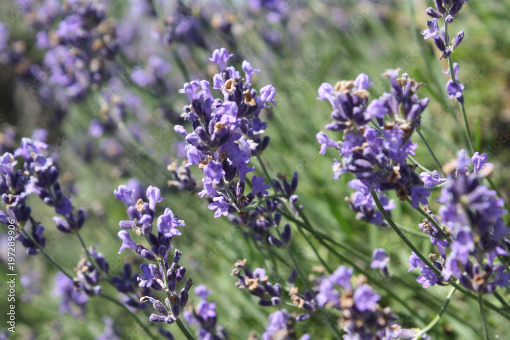 Obraz premium Lavender Feild
