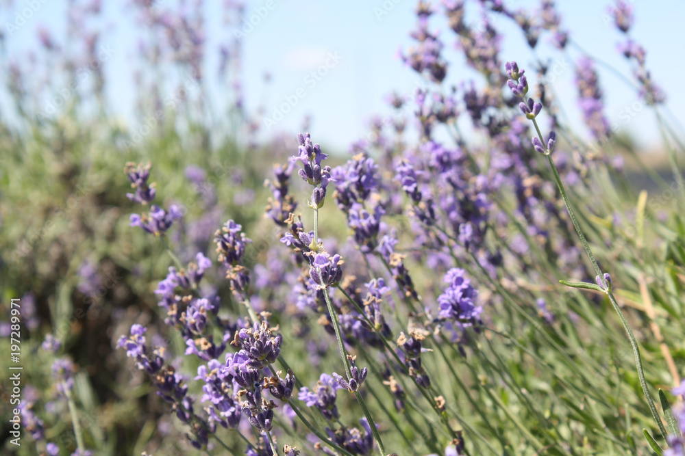 Naklejka premium Lavender Feild