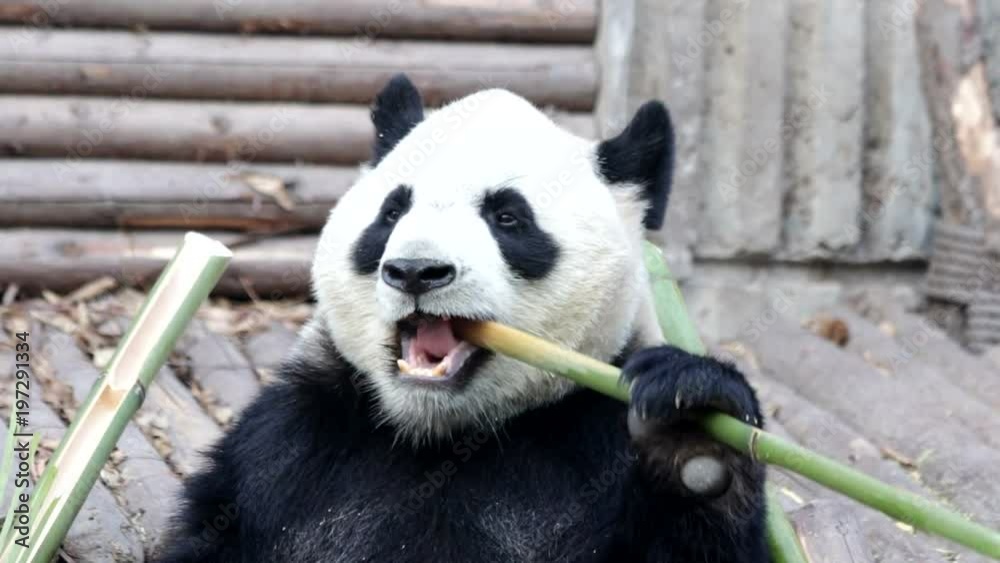 Giant Panda is Eating Bamboo Leaves, China Giant Panda is Eating Bamboo Leaves, China