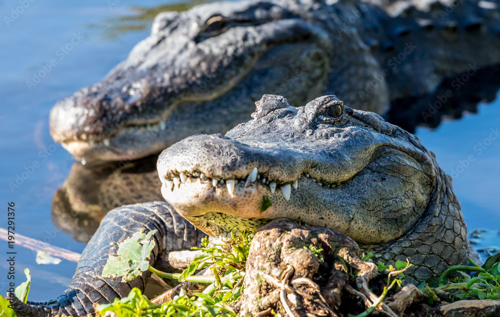 Fototapeta premium Gators