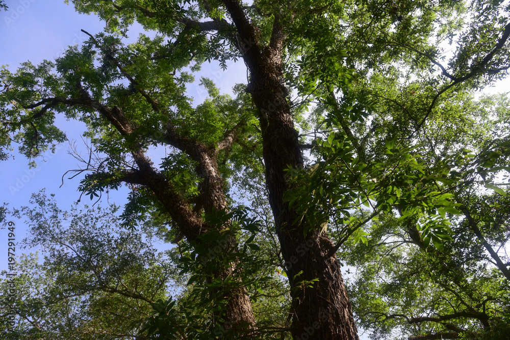 Fototapeta premium Forest