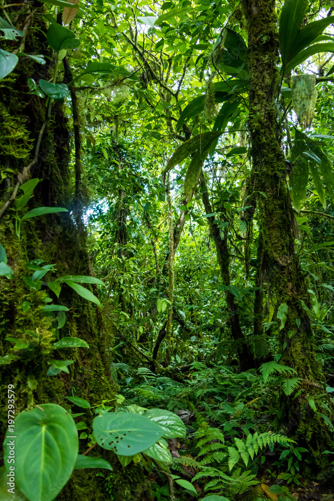 Obraz premium Tekstura zielony las deszczowy. Pełnoklatkowe drzewa i liście w tropikalnym lesie deszczowym