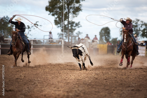 Two Cowboys Roping A Calf At A Rodeo photo