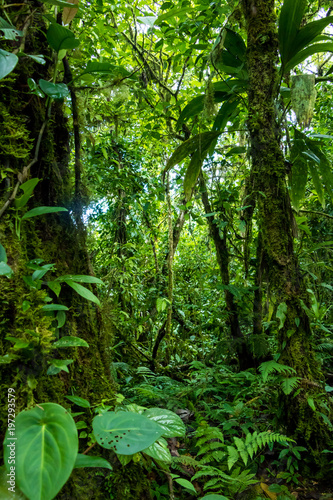 Fotografie, Obraz Green rainforest texture