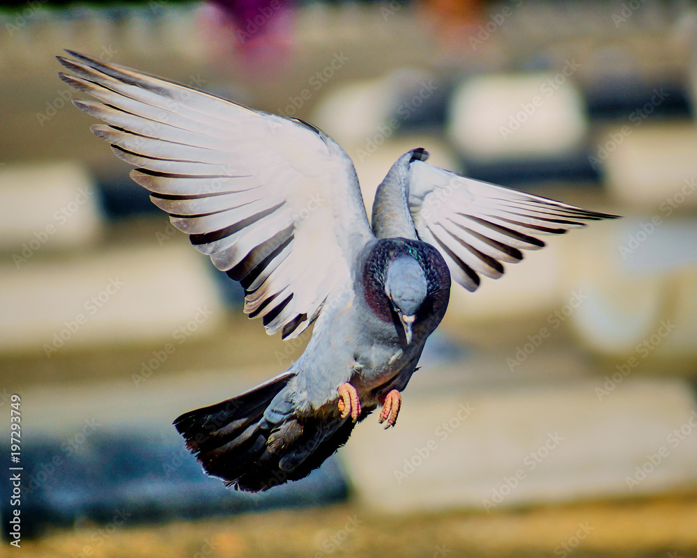 Naklejka premium pigeon in flight