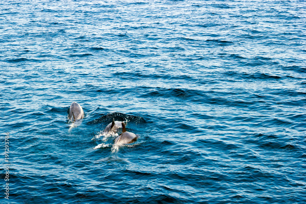 Family of three dolphins swimming in  ocean waters off the coast of Ventura county, Southern California