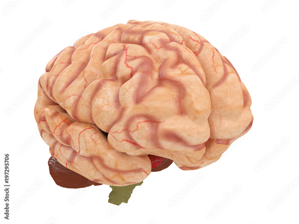 realistic brain from side or front view isolated on a white background 3d rendering realistic brain from side or front view isolated on a white background 3d rendering