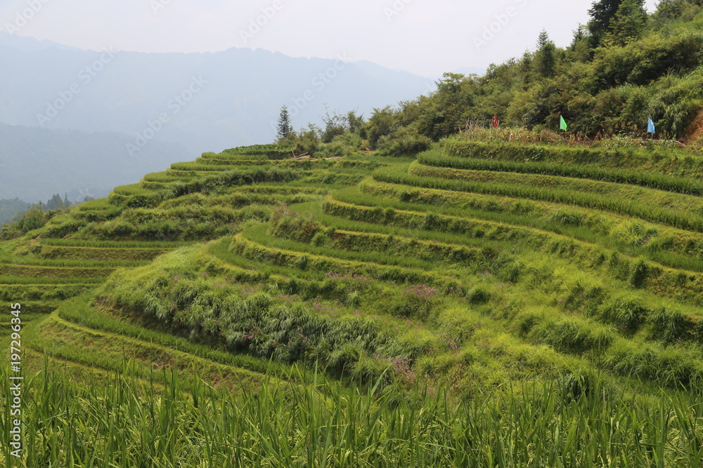 Dragon Backbone Rice Terraces in China