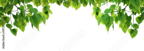 Bodhi green leaf tree isolated on white background. photo