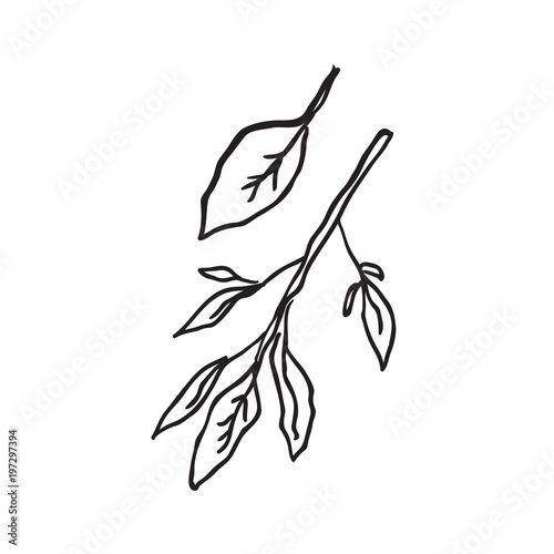 Hand drawn branch with leaves on white background.