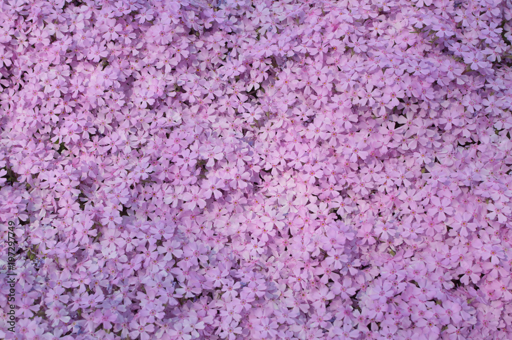 fullscreen with ground pink / 薄紅色の芝桜 (正面から) fullscreen with ground pink / 薄紅色の芝桜 (正面から)