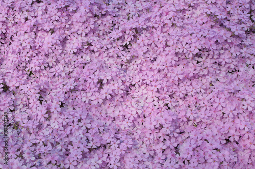 fullscreen with ground pink / 薄紅色の芝桜 (正面から)