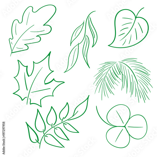 hand-drawn image of leaves, clover. birch, spruce, oak, maple, willow, mountain ash