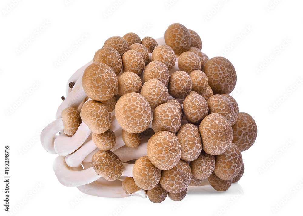 fresh brown shimeji mushroom, beech mushrooms or edible mushroom isolated on white background fresh brown shimeji mushroom, beech mushrooms or edible mushroom isolated on white background